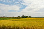 乡村田野