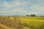 乡村田野
