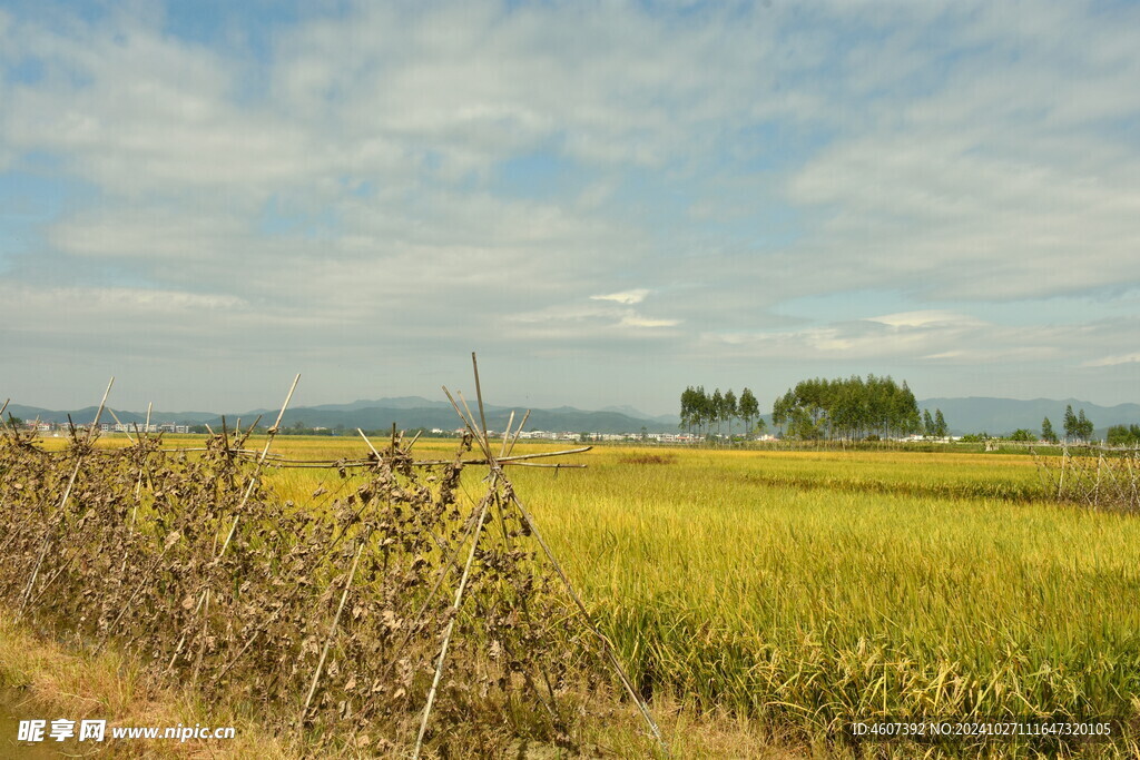 乡村田野