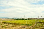 乡村田野