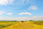 田野地的庄稼