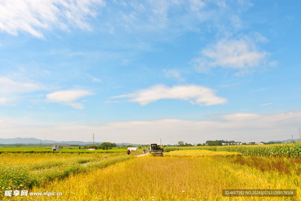 田野地的庄稼