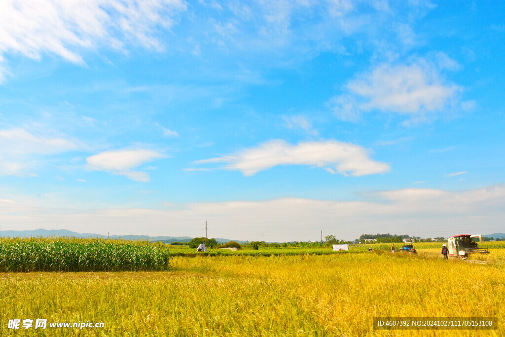 乡村田野