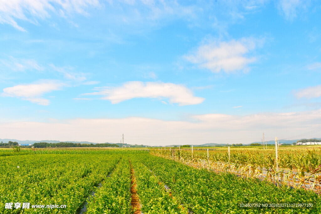 乡村田野