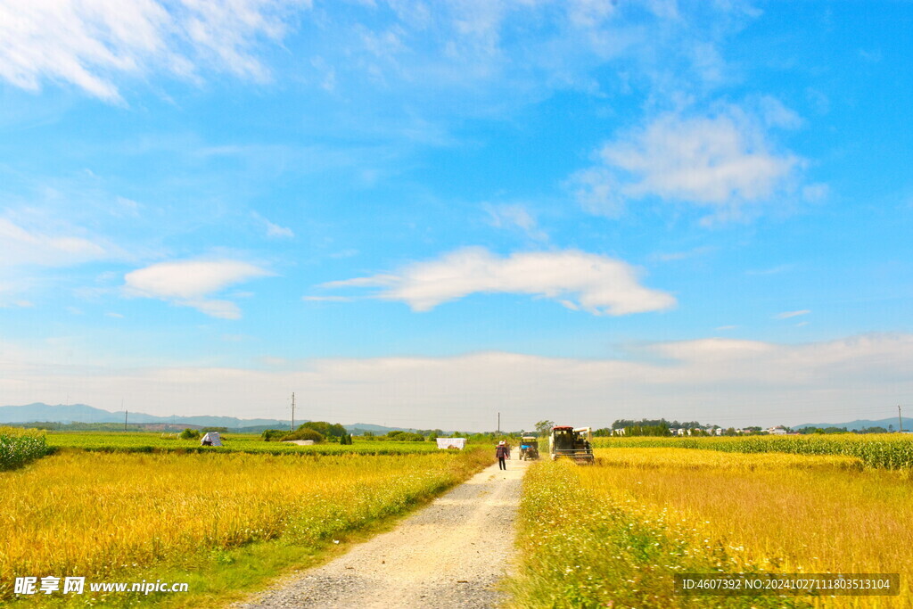 乡村田野