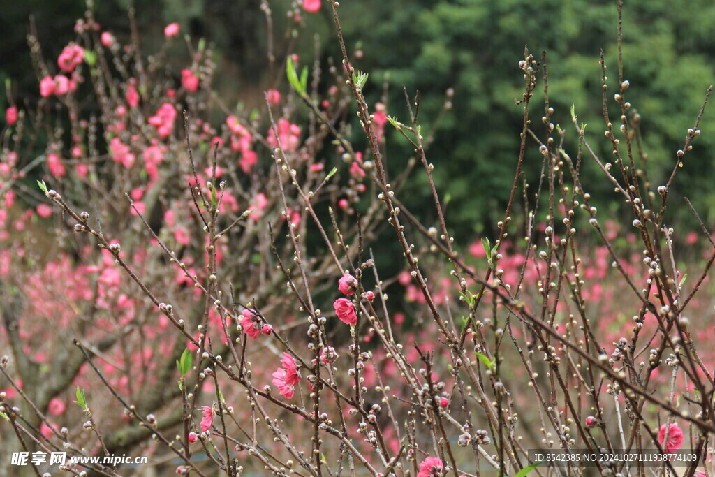 桃花开