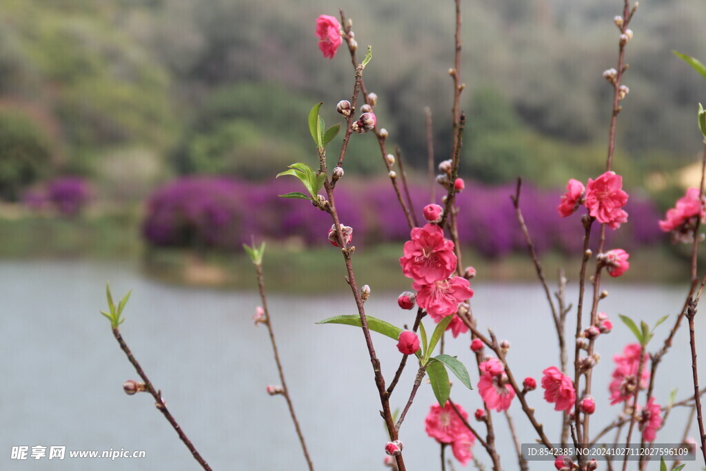 桃花