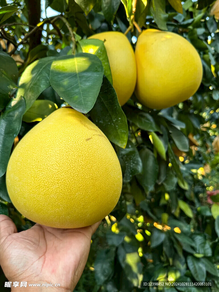 红心蜜柚