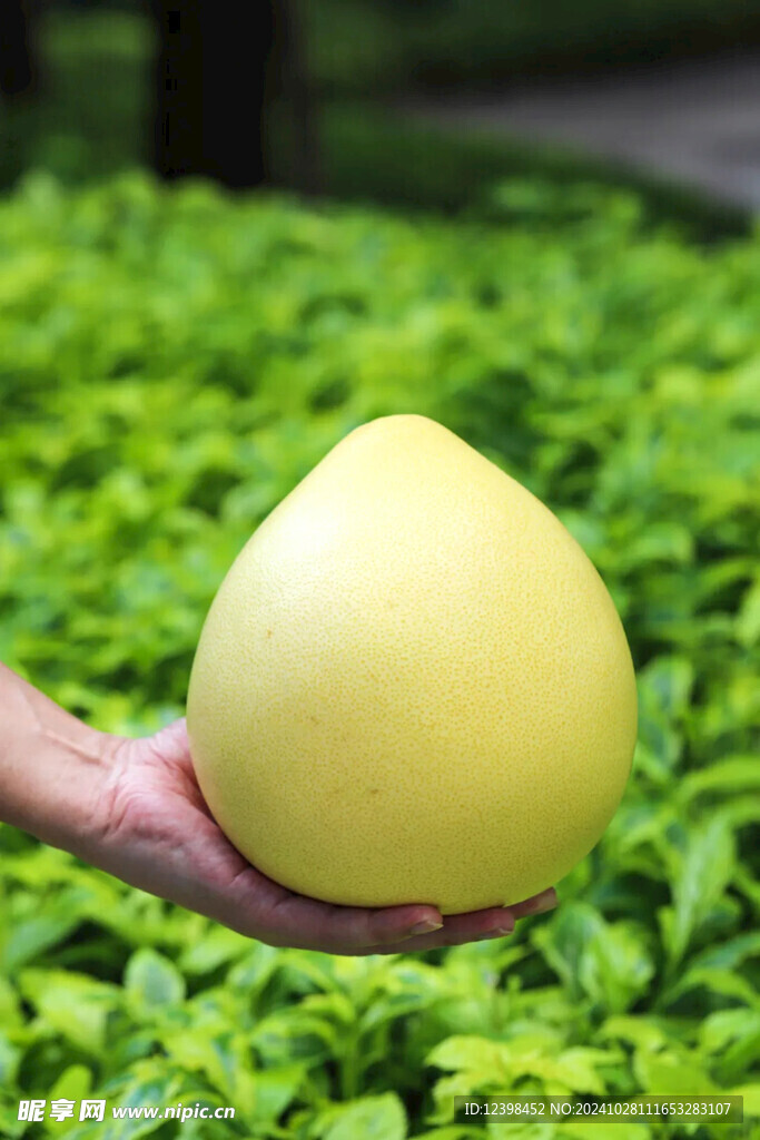 红心蜜柚