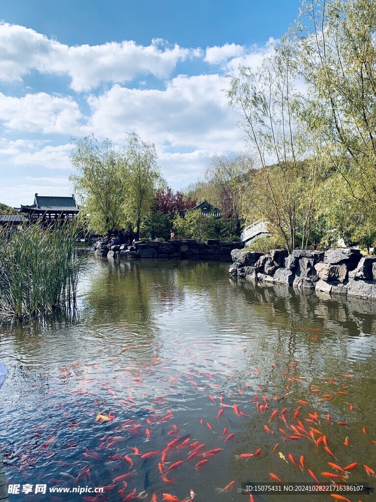 湖景锦鲤