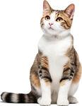 猫咪免抠素材