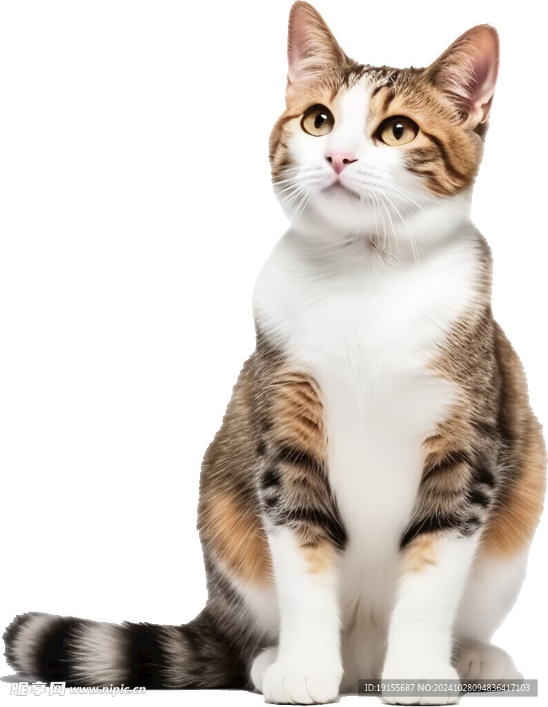 猫咪免抠素材