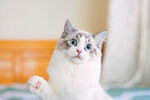 猫咪