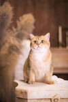 橘猫