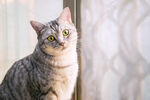 猫咪