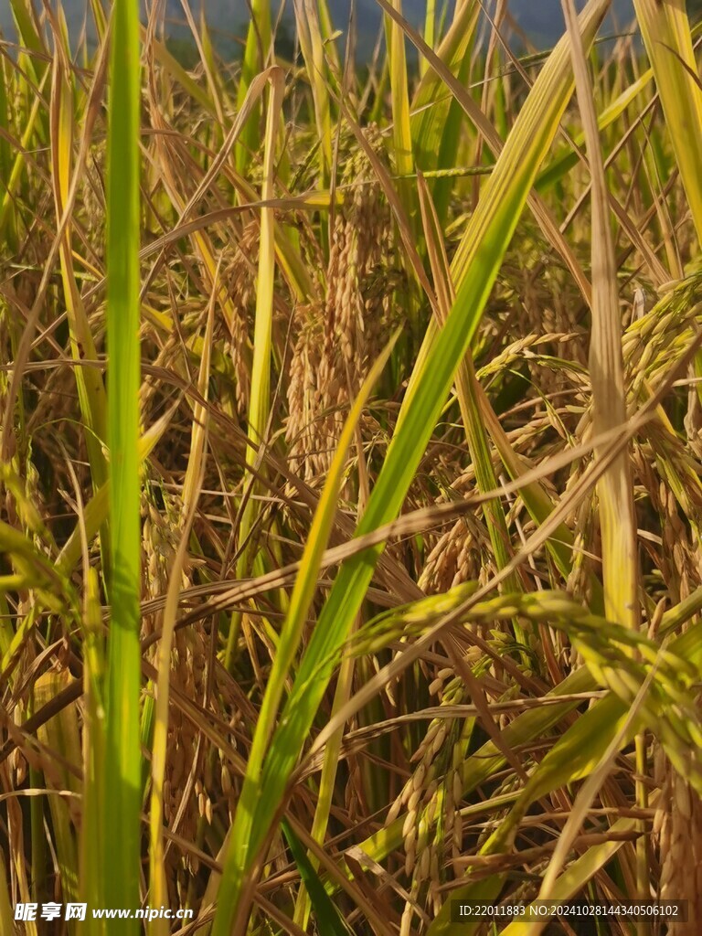 稻谷
