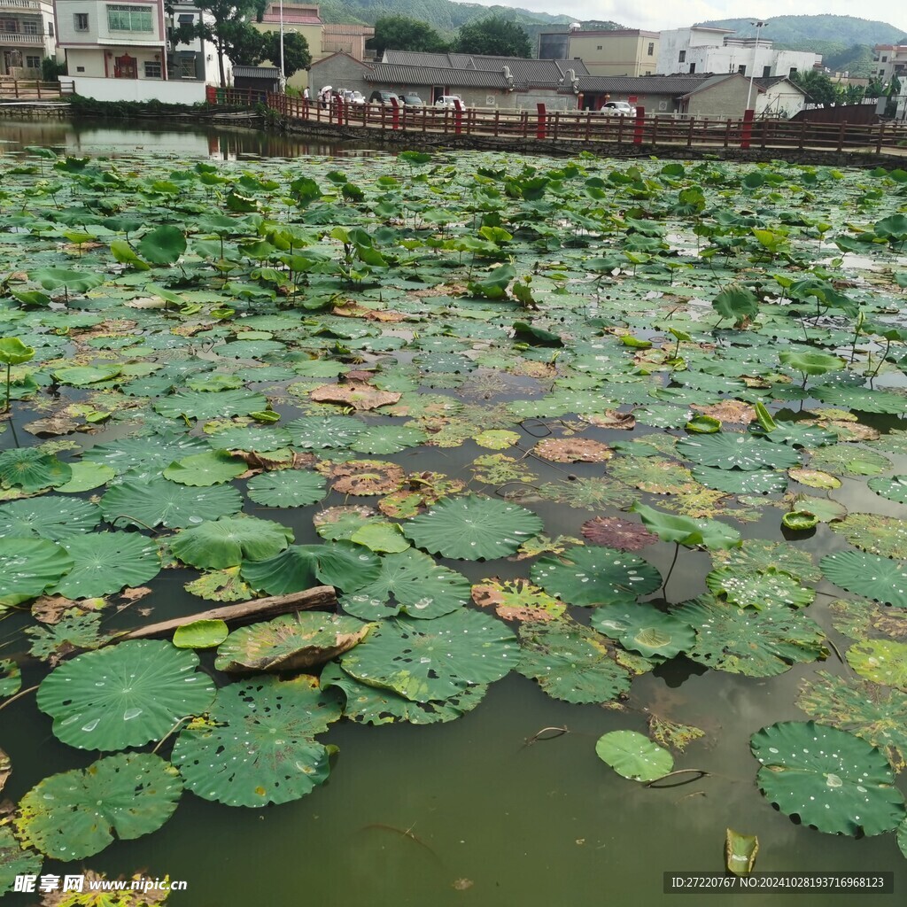 荷花池