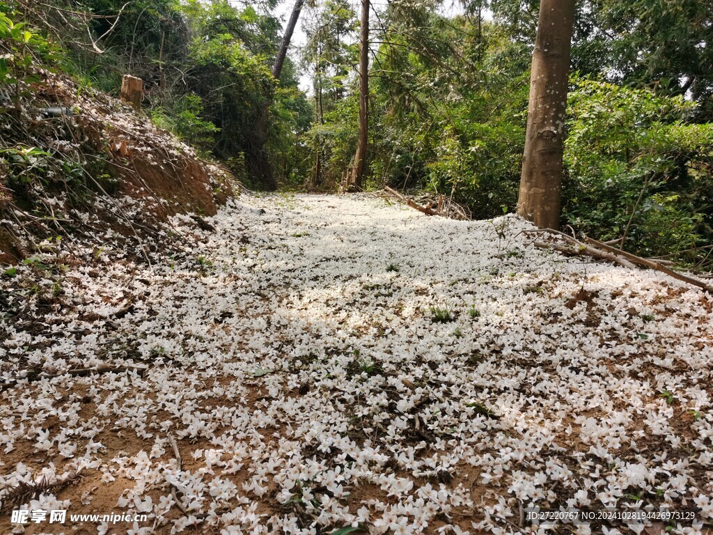 梧桐树落花