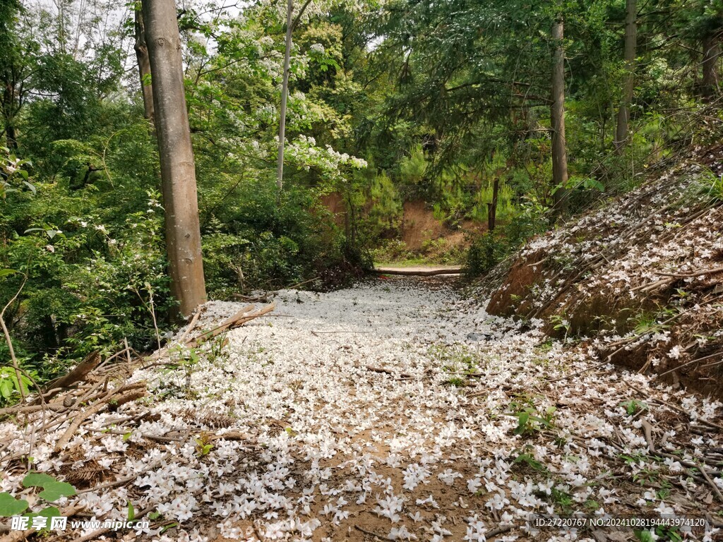 梧桐树花径