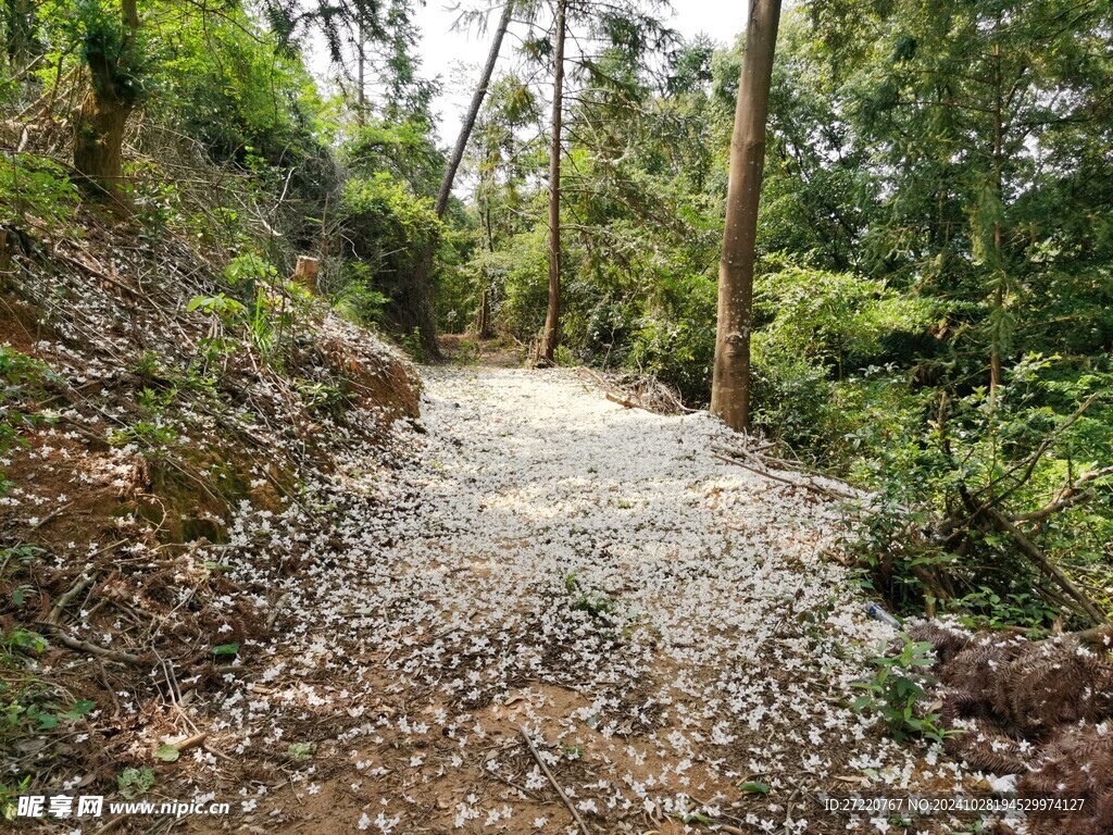 梧桐树  落花小道