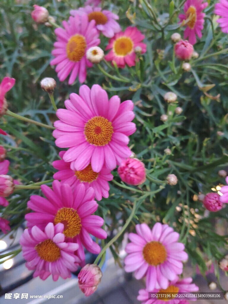 小雏菊