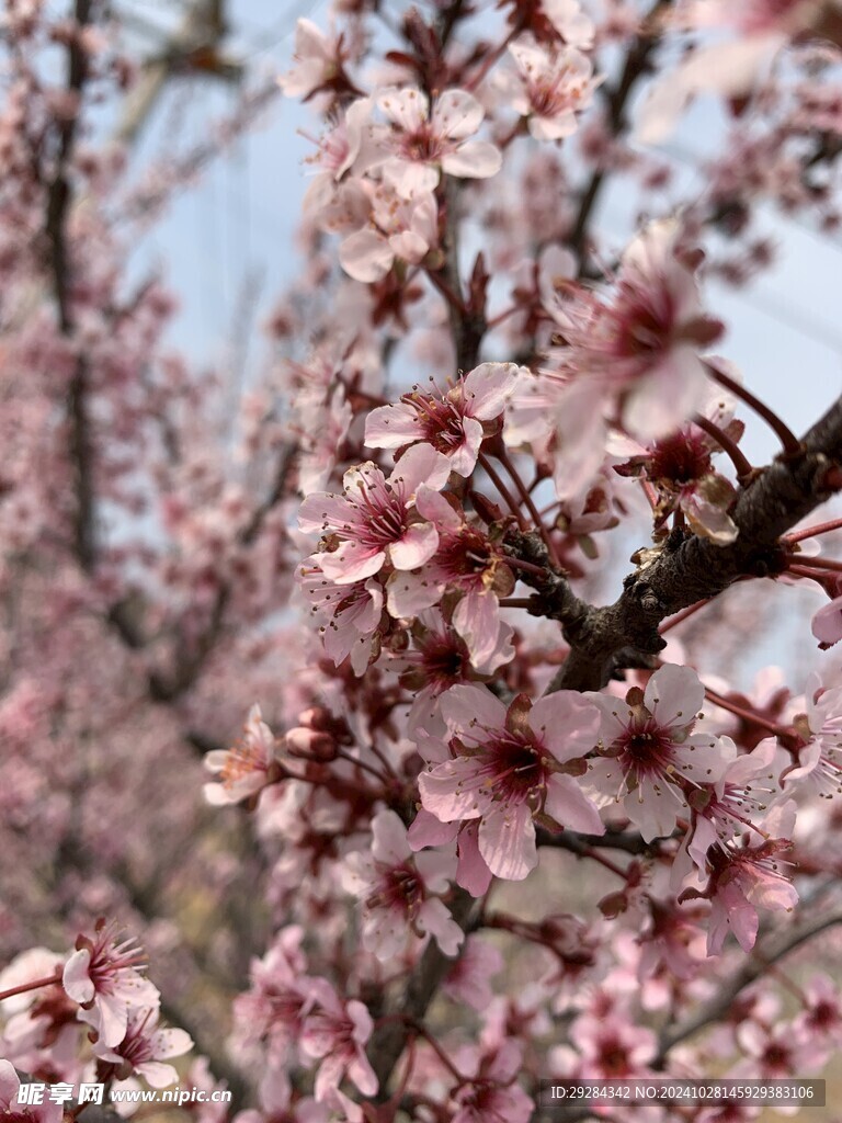 桃花 