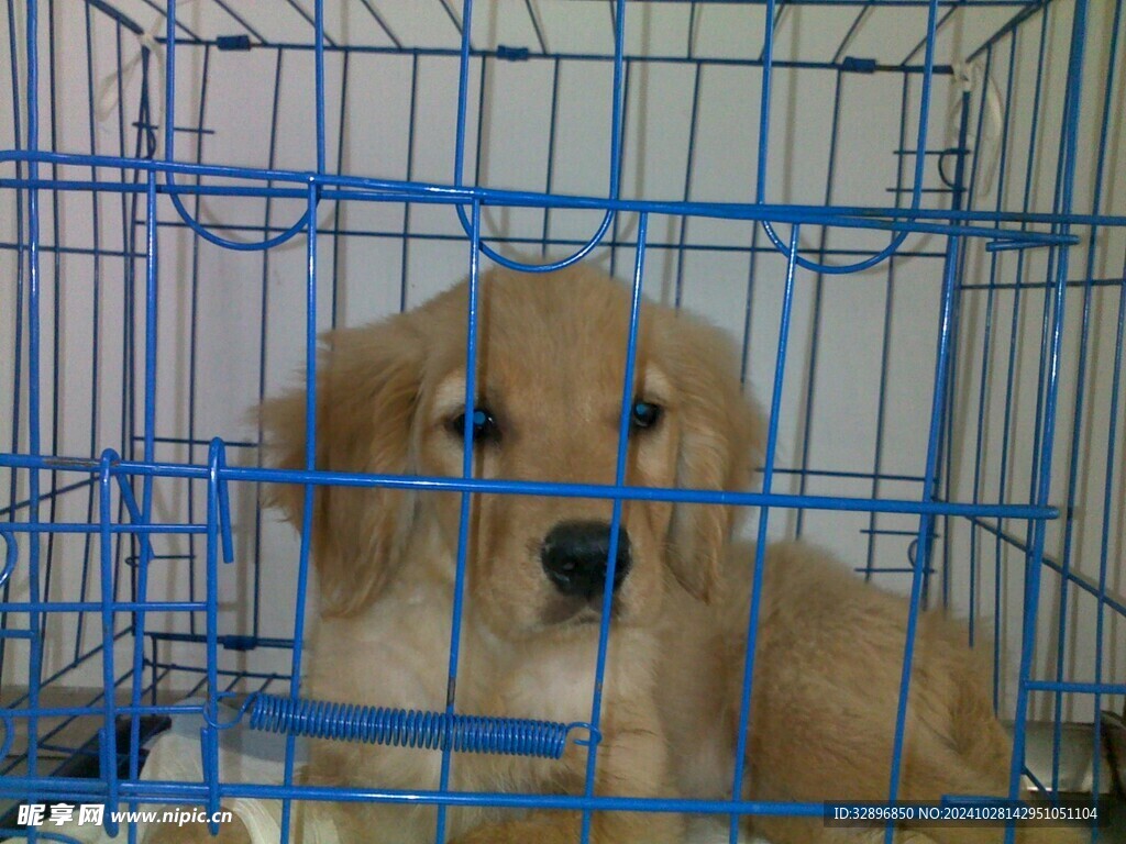 金毛
