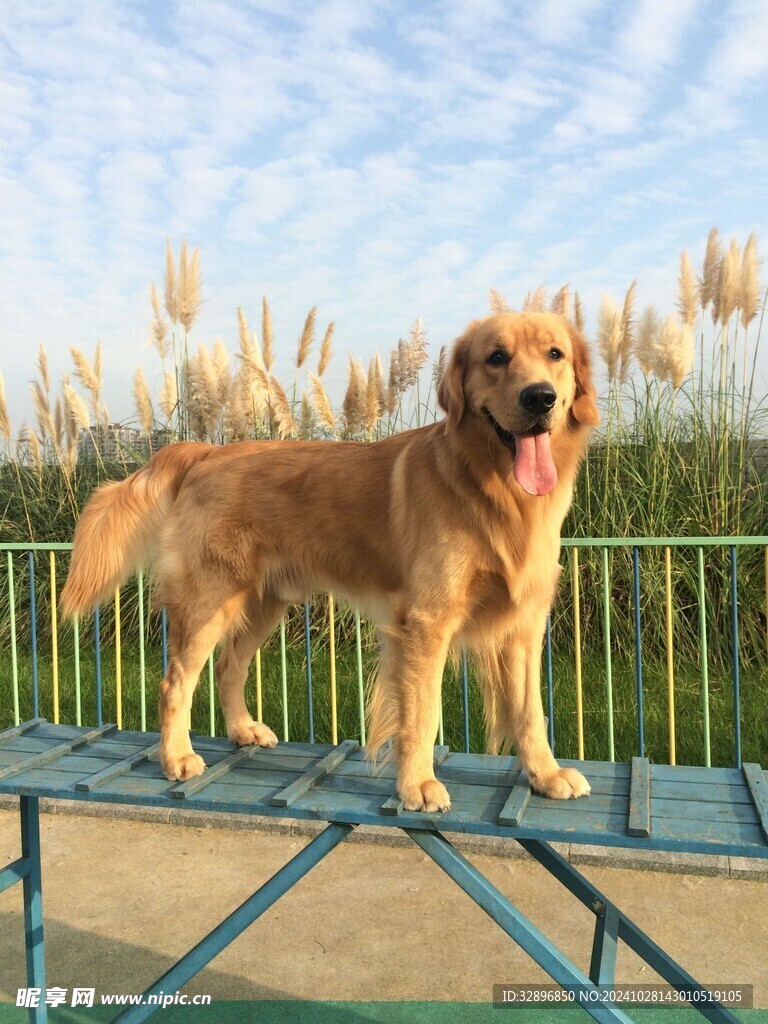 金毛