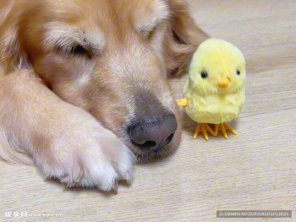 金毛