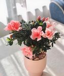 花盆