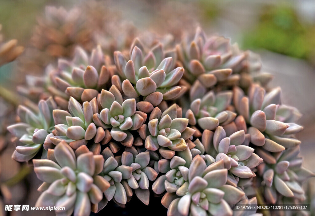 多肉植物