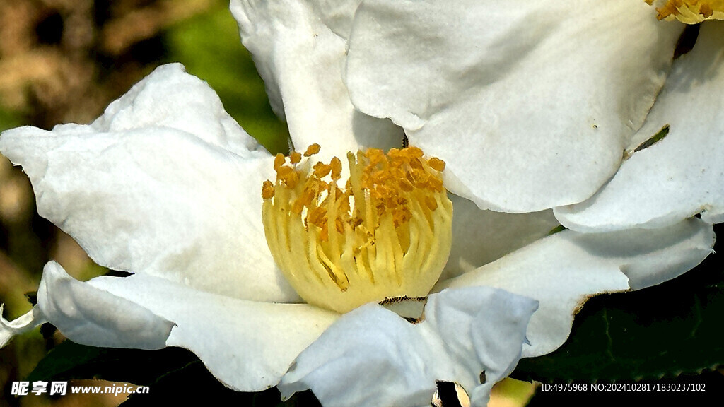 山茶花  白色花  