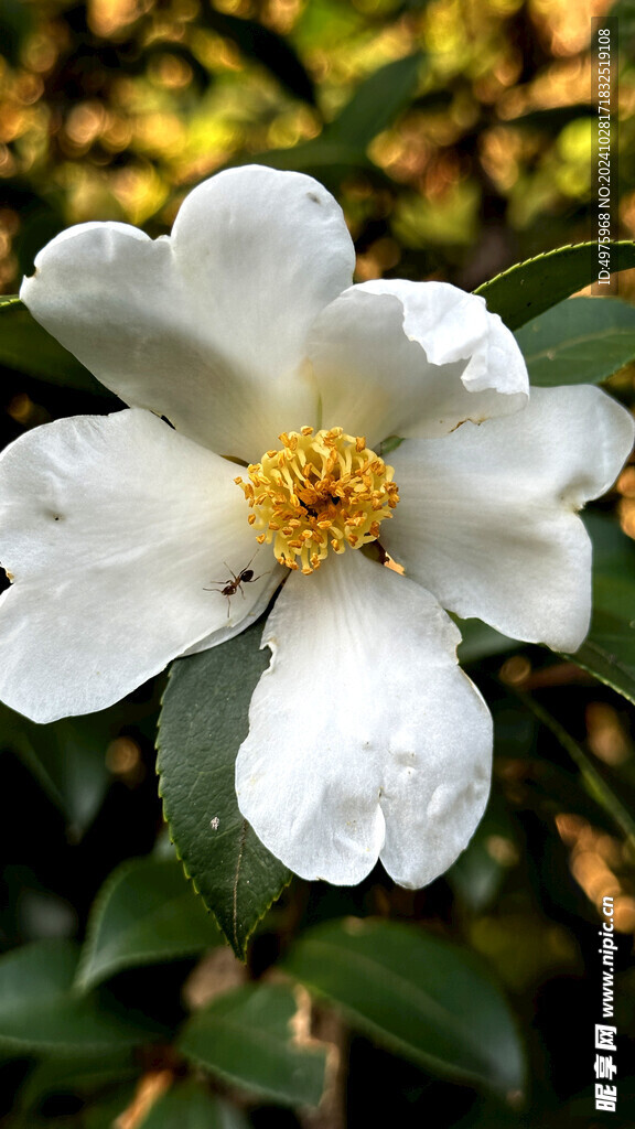 山茶花 