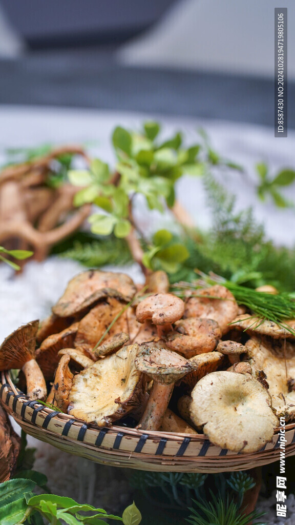 谷熟菌
