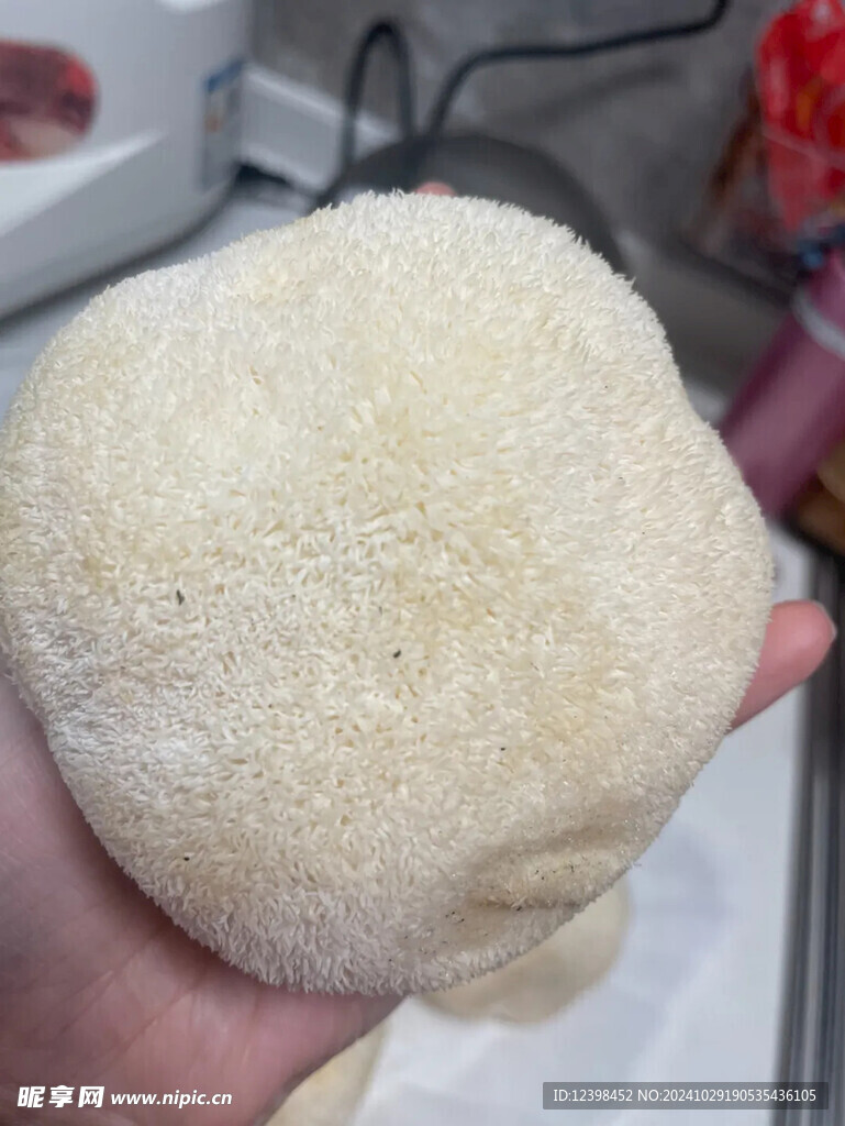 猴头菇