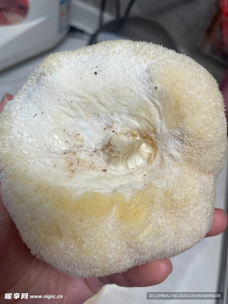 猴头菇