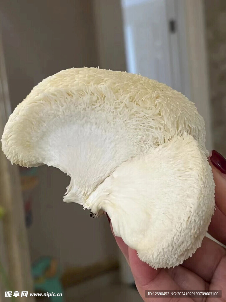 猴头菇