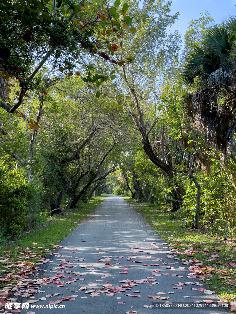 林中小路