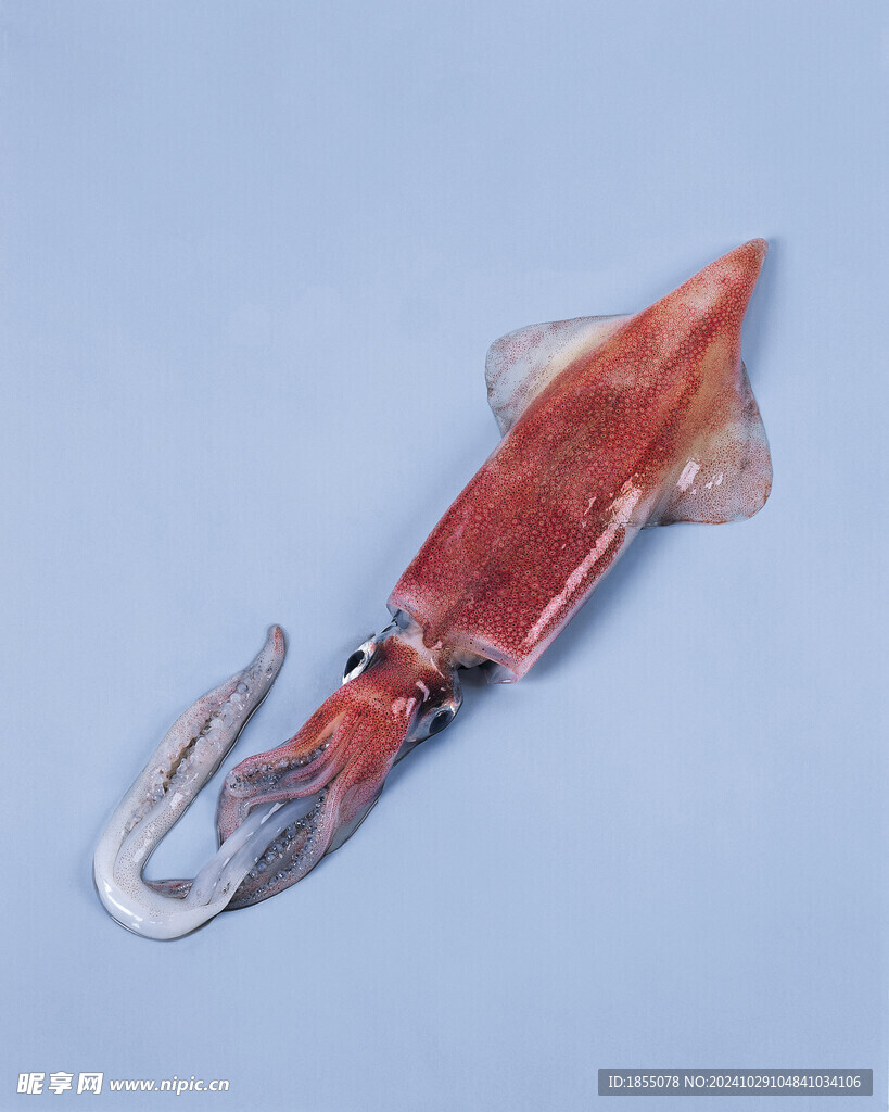 鱿鱼 海鲜