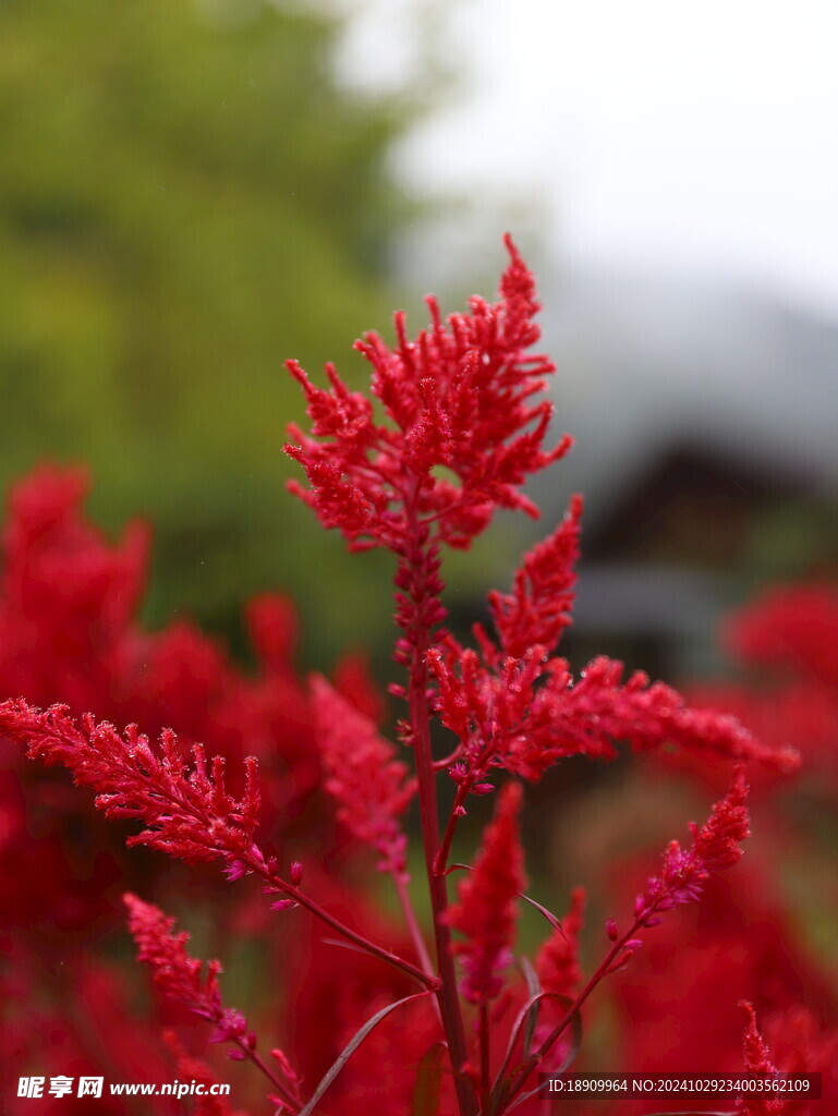 鸡冠花