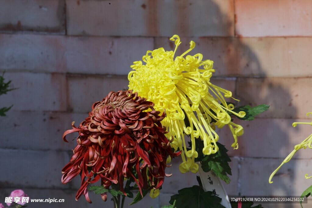 菊花  