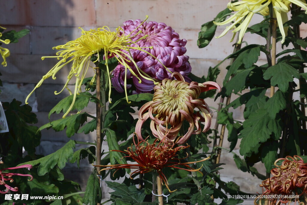 菊花 