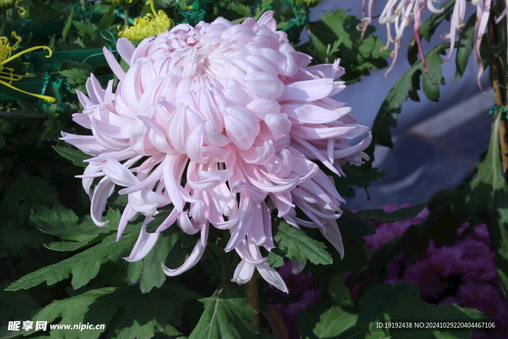 菊花  