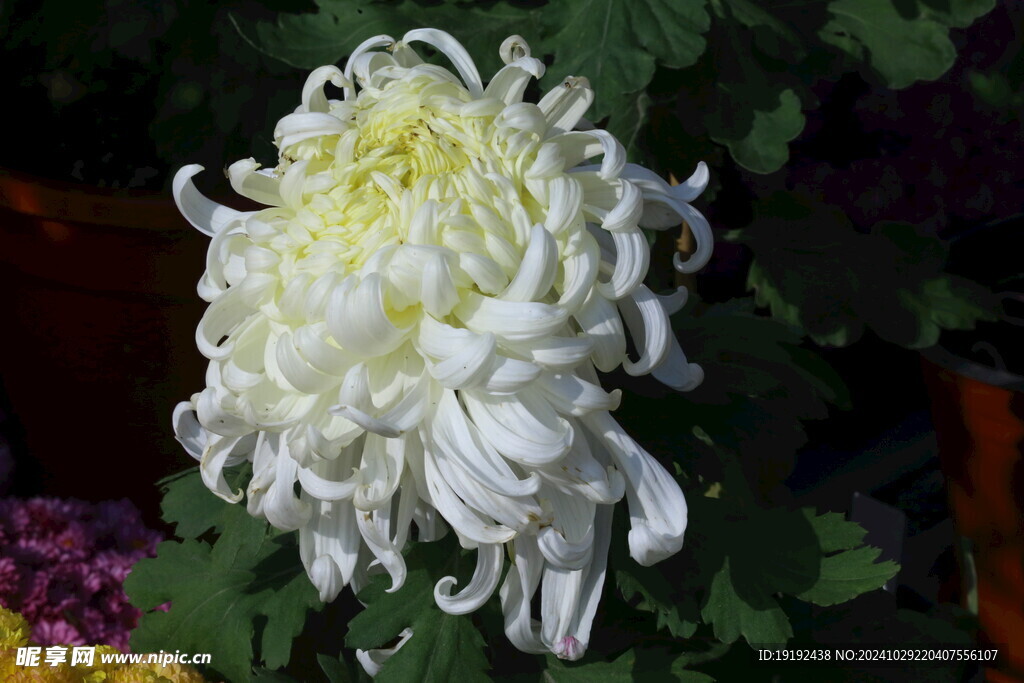 菊花  