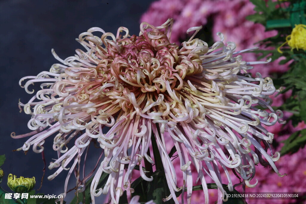菊花  