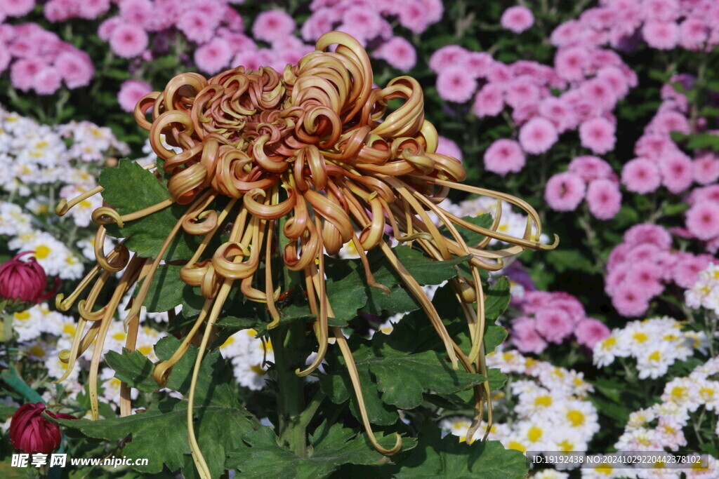 菊花  