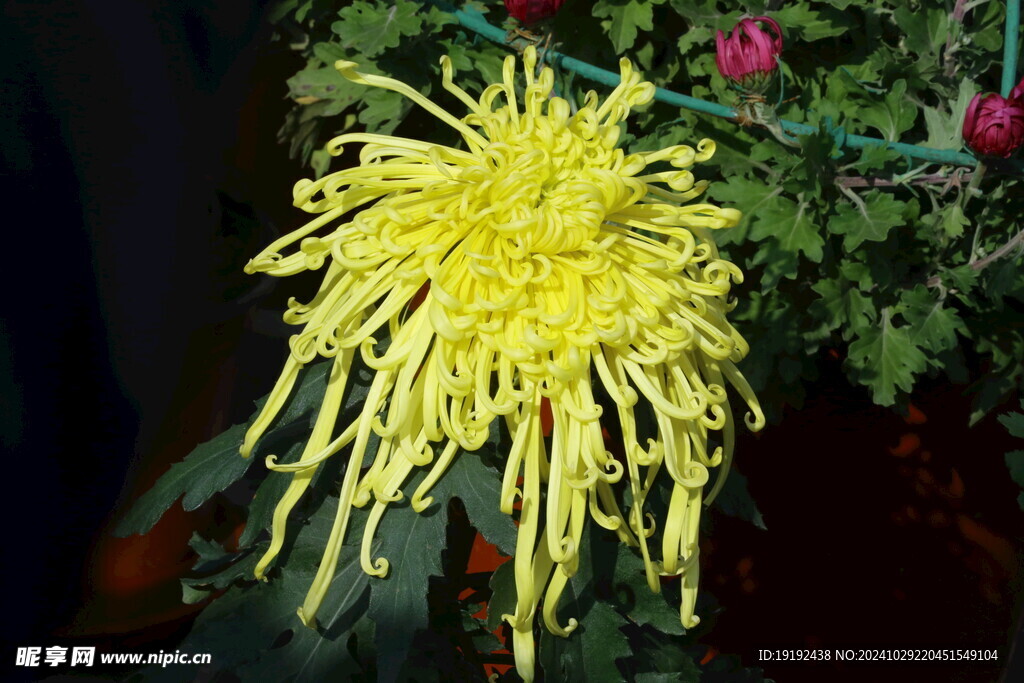 菊花  