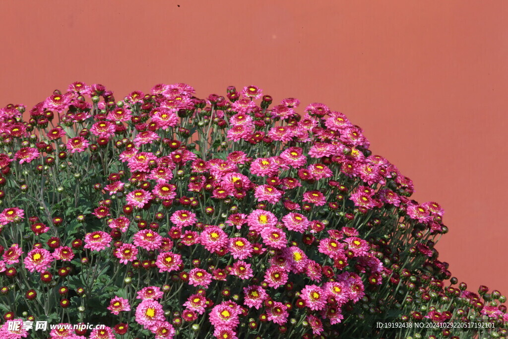 菊花 