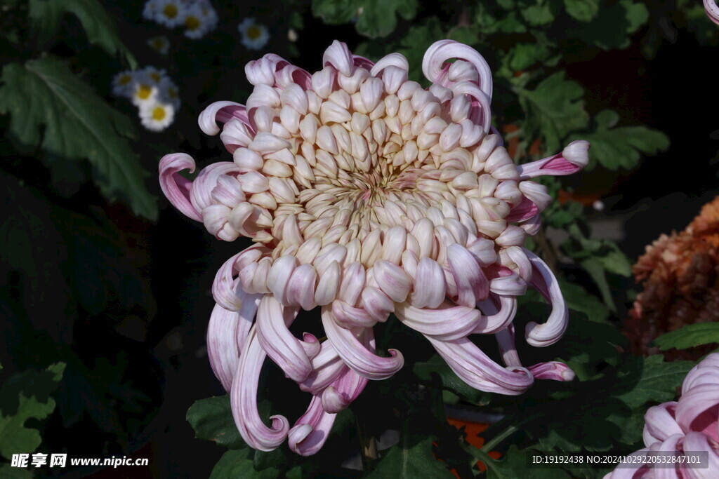 菊花 