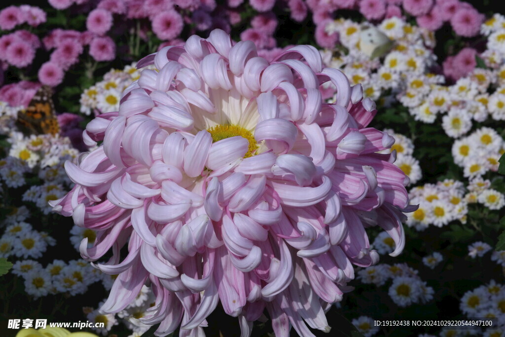 菊花  